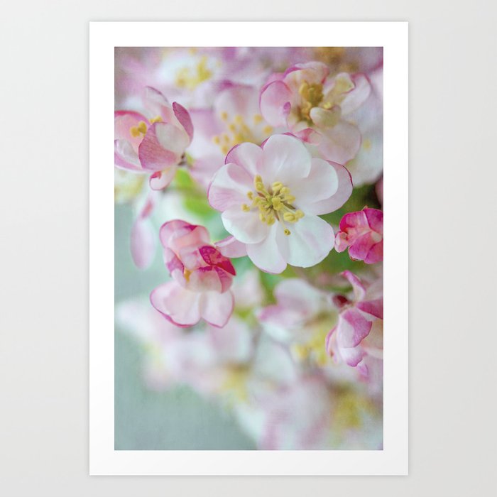 Apple Blossoms No. 2 Art Print
