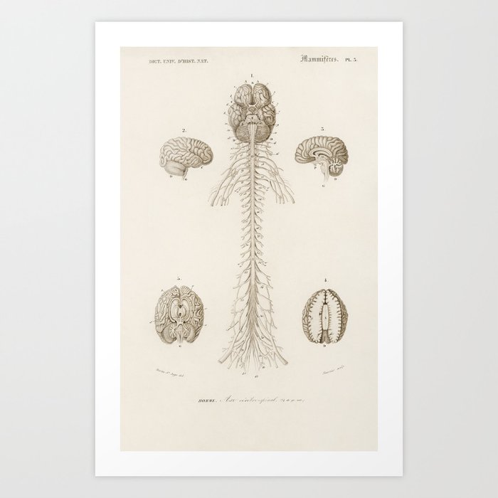 Human’s Brain illustrated by Charles Dessalines D' Orbigny (1806-1876). Art Print