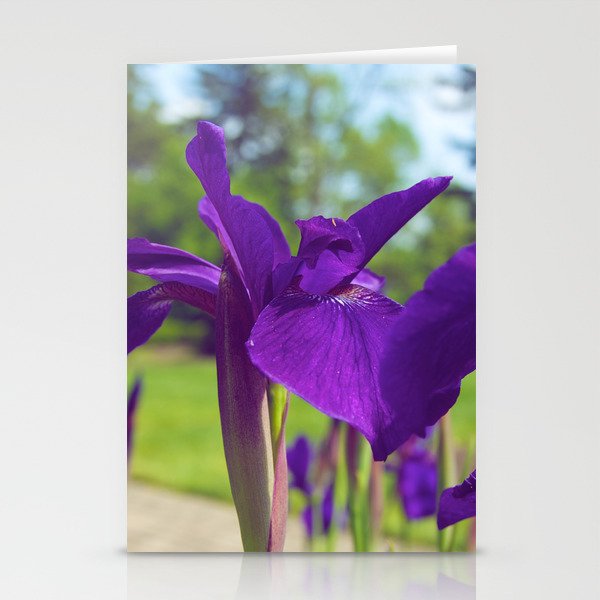 Irises in the sun Stationery Cards