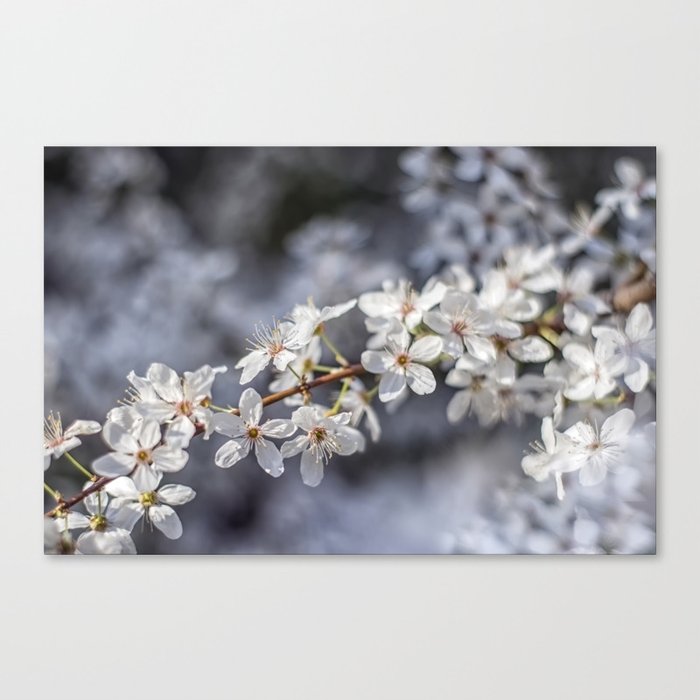 Beautiful flowers of a blooming almond tree in spring Canvas Print