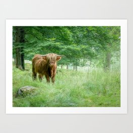 Highland Cow In Summer Forest Art Print