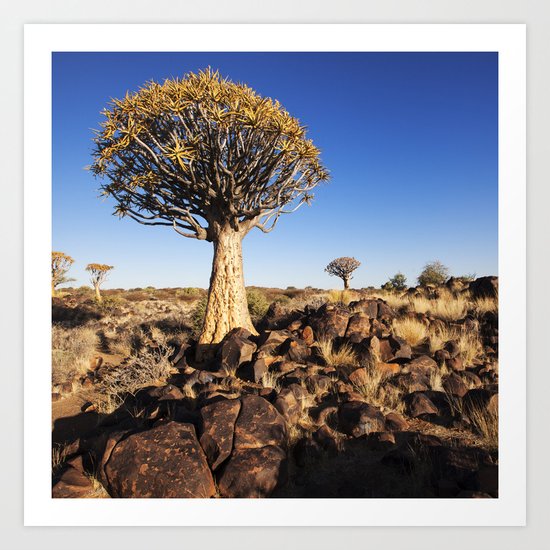 Quiver Trees in Namibia Art Print