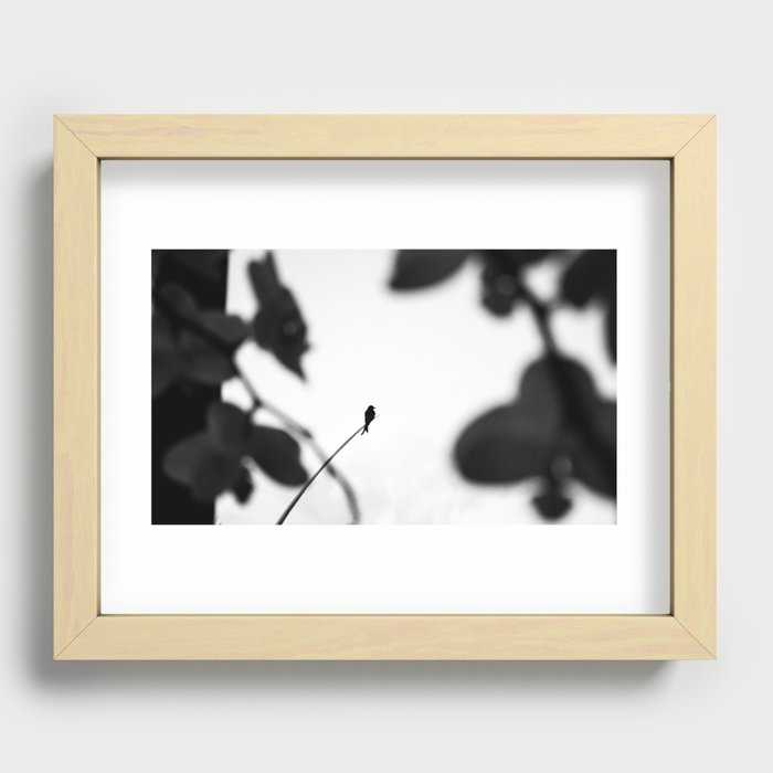 Orchids & Blackbird Recessed Framed Print