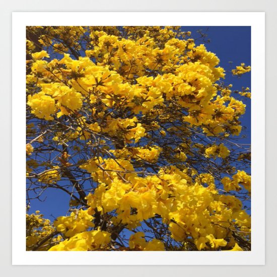 Beautiful tree in Santa Paula, CA Art Print