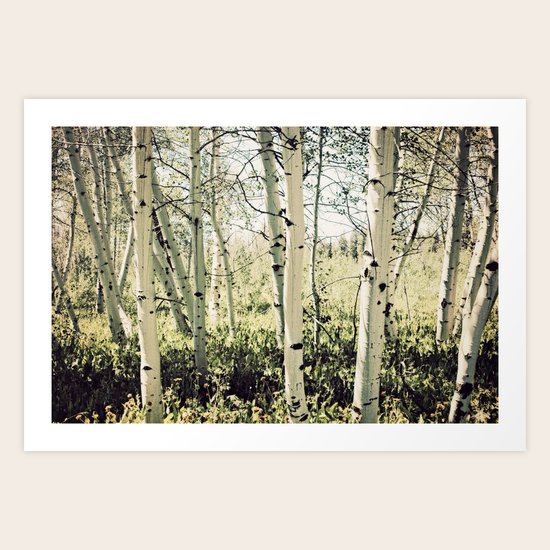 Aspen Grove Art Print