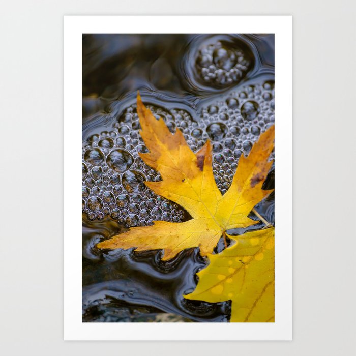 Autumn Leaf Resting in a Bed of Bubbles Photograph Art Print