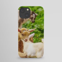 Baby Goats Playing iPhone Case