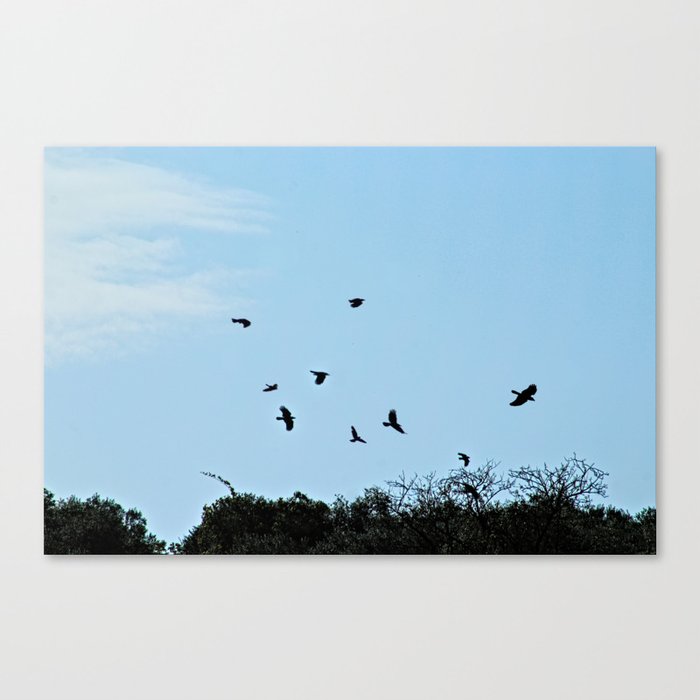 Ravens Flying Birds Over Trees Canvas Print