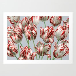 Semper Augustus Tulips Art Print