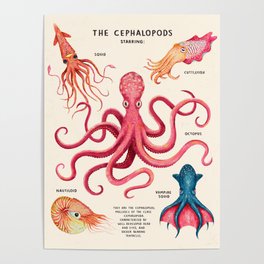 THE CEPHALOPODS Poster