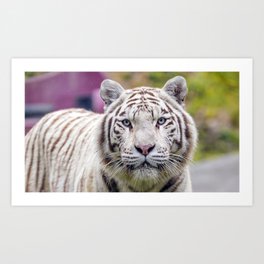white tiger tiger big cat predator wildlife Art Print