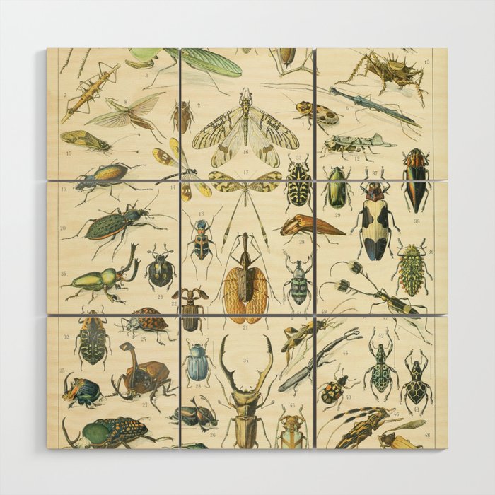 Vintage Insects Poster - Adolphe Millot Wood Wall Art