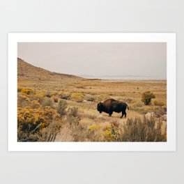 Bison Bull on Antelope Island Art Print