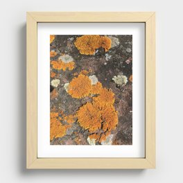 Orange you glad you're a lichen Recessed Framed Print