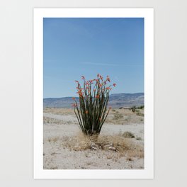 Lone Mojave Cactus Art Print