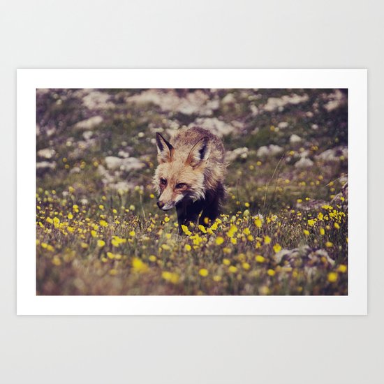 Summer Fox Art Print