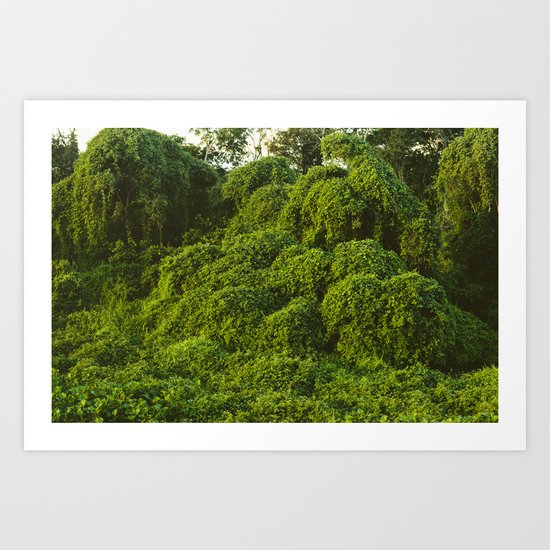 Jungle Plants in Pantanal, Brazil. Art Print