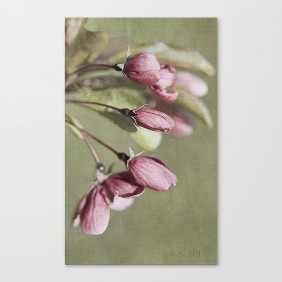 Buds Canvas Print