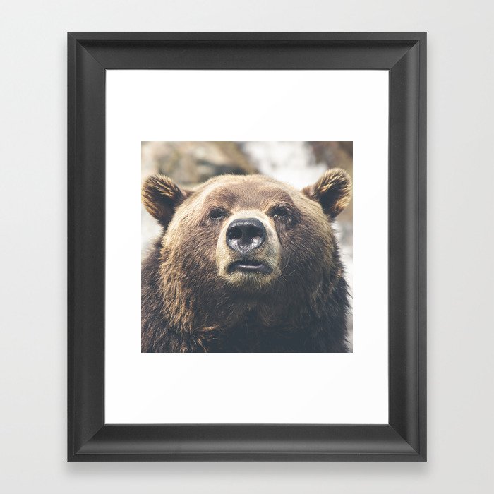 Canada Photography - Canadian Bear Framed Art Print
