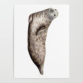 Grey Seal (Halichoerus grypus) Poster