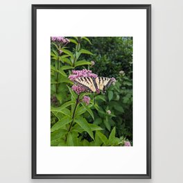Eastern Tiger Swallowtail Framed Art Print