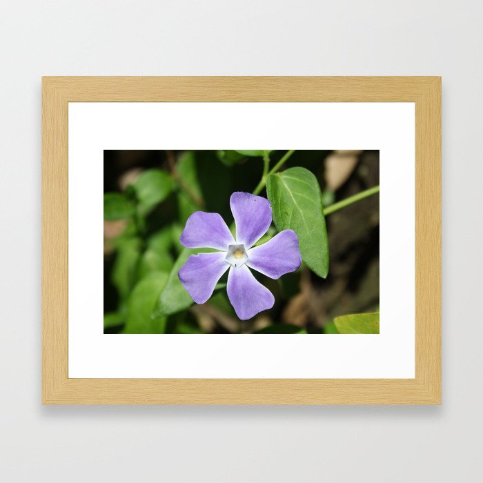 Lilac Periwinkle Framed Art Print