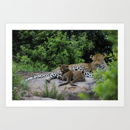 Leopard Mother with Cubs Art Print