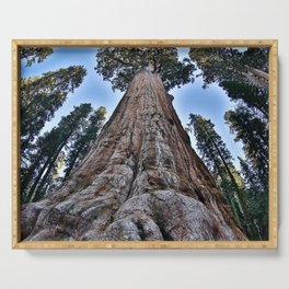 Redwood big II portrait size; redwoods of California; John Muir woods giant trees nature landscape color photograph / photography Serving Tray