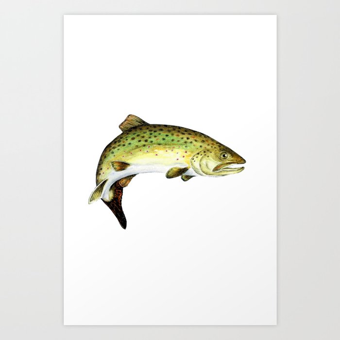Brown Trout Art Print By Moosepaw2 Society6