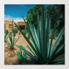 Mexico Photography - Agave Plant In A Mexican Garden Canvas Print