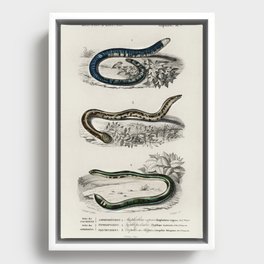 Spotted Worm Lizard, Blind Snakes, & Shield Tail Snakes Framed Canvas