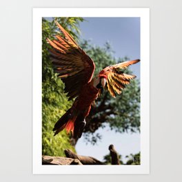 Take Flight Art Print | Animal, Bird, Wildlife, Color, Hdr, Digital, Macaw, Photo 