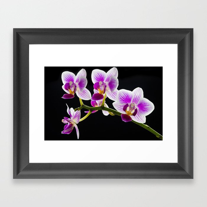 White and purple orchid Framed Art Print