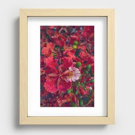 "Delonix Flower " Recessed Framed Print