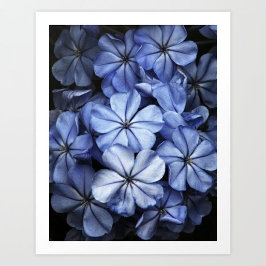 Flowers Art Print