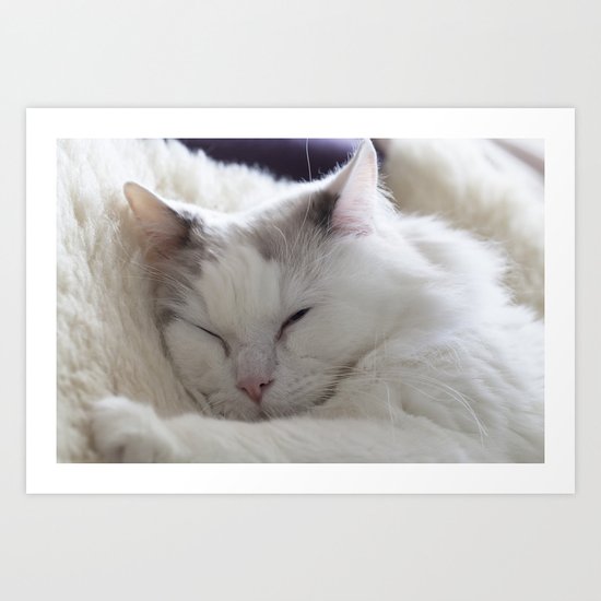 Ragdoll Cat Cuddles Art Print