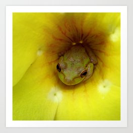 Frog Series: Tucked in Sunshine Art Print