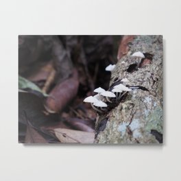 Little mushroom Metal Print | Mushroom, Close Up, Macro, Forest, White, Toxicsubstance, Autumn, Everypixel, Photo, Fungus 