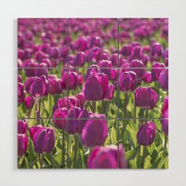 Purple Dutch tulips art print - tulip flower field - spring nature and travel photography Wood Wall Art
