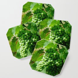 Riesling grape vines in a french vineyard | Alsace white wines Coaster