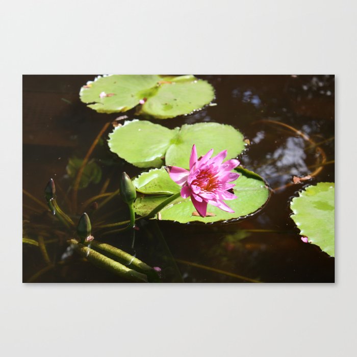 Tranquil Pond Canvas Print