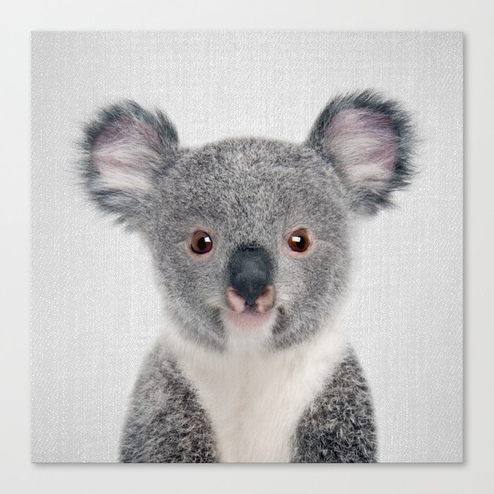 Baby Koala - Colorful Canvas Print