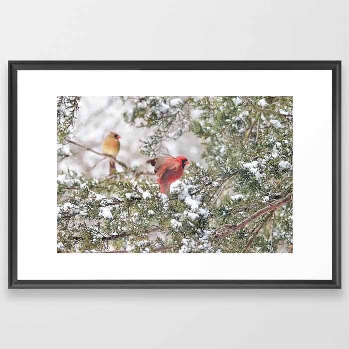 Red Cardinal Rising Framed Art Print