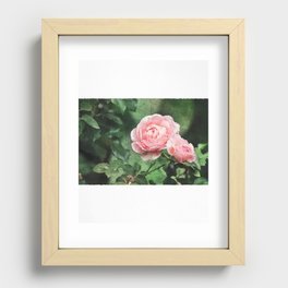 Pink Roses Recessed Framed Print