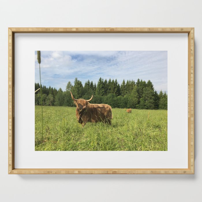 Fluffy Highland Cattle Cow 1181 Serving Tray