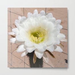 GOLDEN TORCH CACTUS FLOWER Metal Print | Photo, Cactus, Color, Goldentorch, Flower 