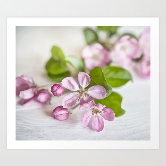 delicate pink Apple Blossom close up Art Print