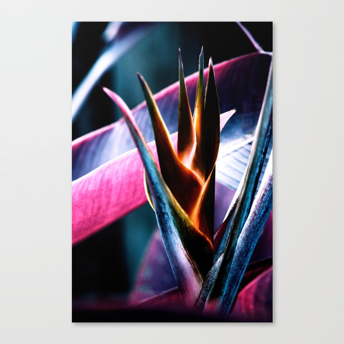 Vibrant Helicon Flower In Purple And Pink Canvas Print
