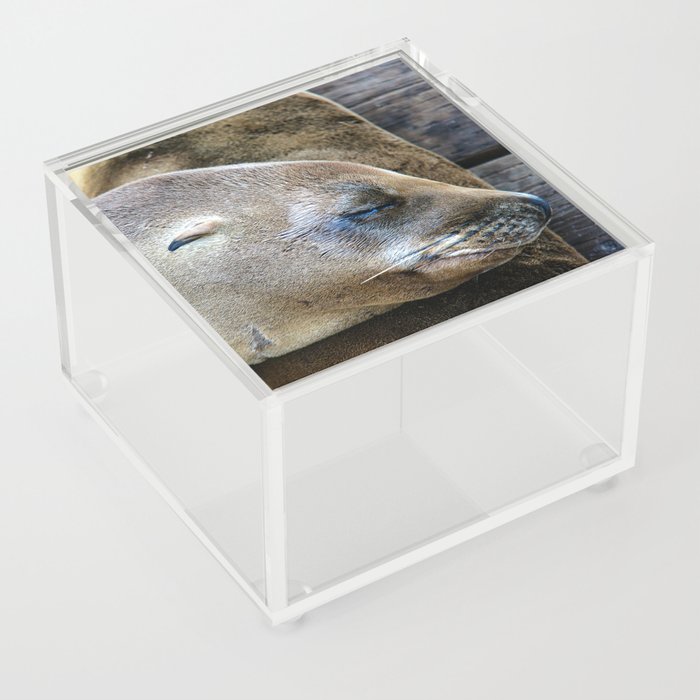 Californian Sea Lion, Monterey, California Acrylic Box