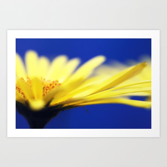 Doronicum Art Print